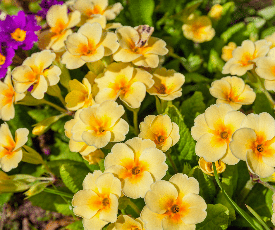 PRIMULA, SPRING FLOWERS FOR WOMEN’S DAY