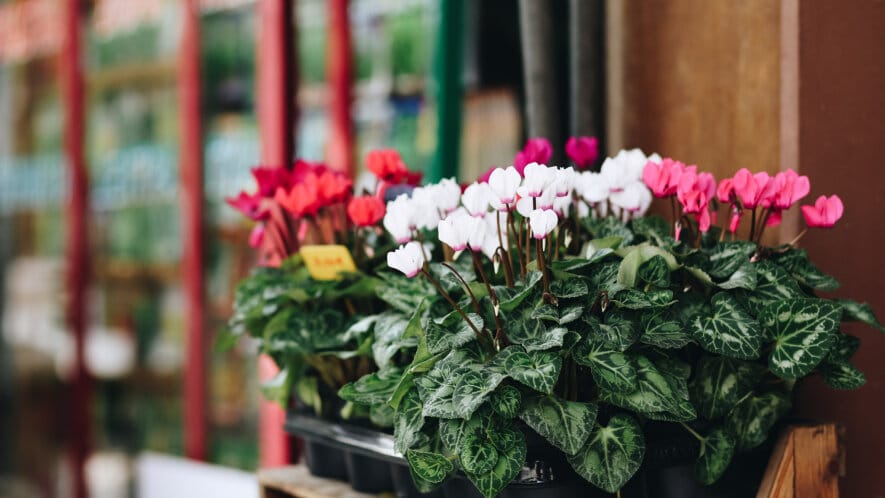 Persian cyclamen for Women’s Day and more